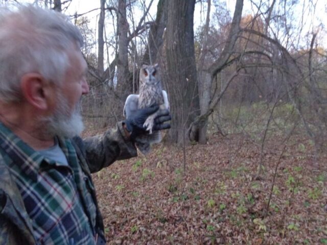 В Твери выпустили на свободу спасенного мохноногого сыча