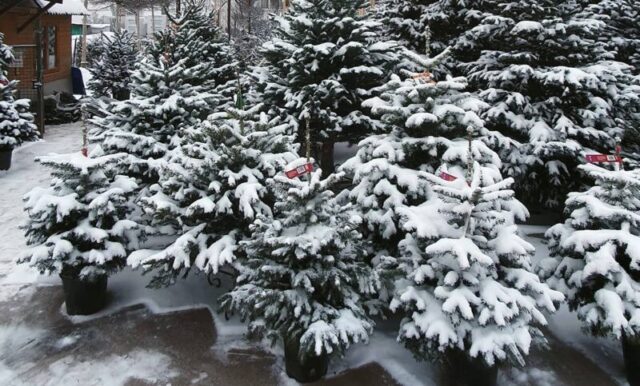 Какие новогодние елки в моде на Новый 2022 год? - Elki1.ru