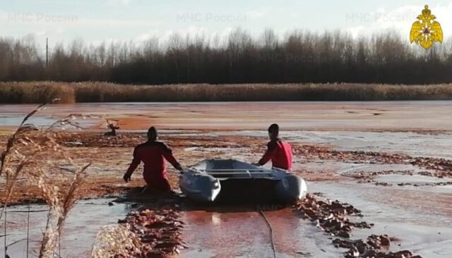В Твери сотрудники МЧС спасли оленя, угодившего в водную западню