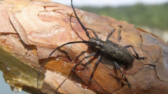 В хвойных лесах Тверской области продолжается карантин