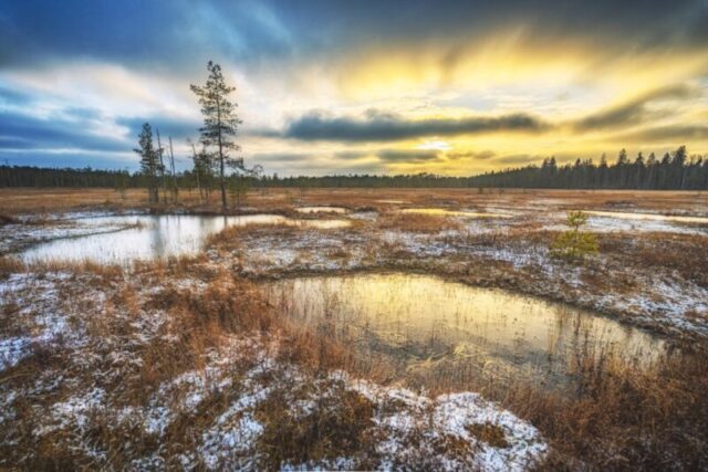 Снимки заповедного болота в Тверской области покорили Европу Снимки заповедного болота в Тверской области покорили Европу