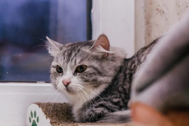 Жителям Твери расскажут об эмоциональном интеллекте Жителям Твери расскажут об эмоциональном интеллекте