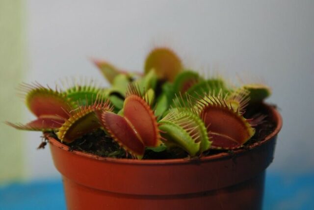 В тверской ботанический сад ТвГУ возвращаются “зеленые монстрики” В тверской ботанический сад ТвГУ возвращаются “зеленые монстрики”