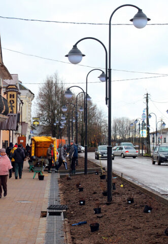 В центре Торопца посадили экзотические деревья