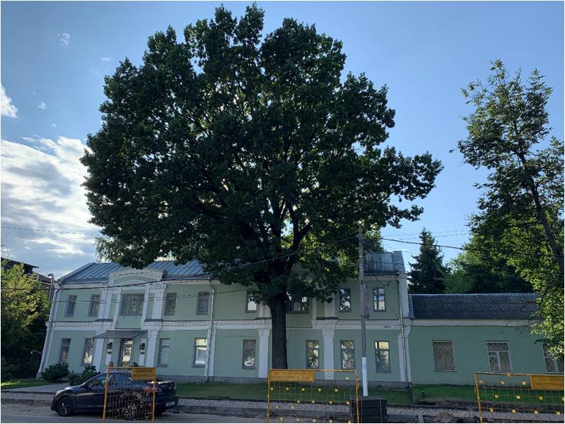 В Твери 170-летний дуб стал памятником природы В Твери 170-летний дуб стал памятником природы