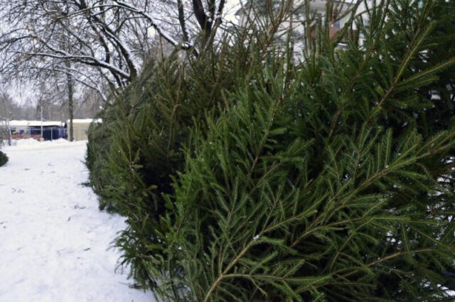 Стало известно, где в Твери можно купить новогоднюю елку