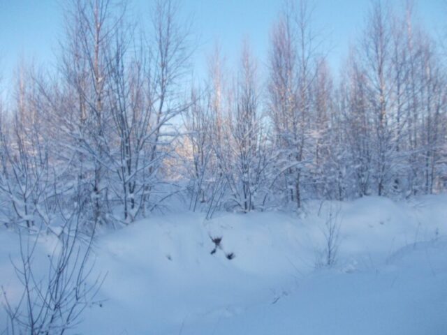 В Тверской области юридическое лицо не устранило зарастание порядка 47 гектаров земель В Тверской области юридическое лицо не устранило зарастание порядка 47 гектаров земель