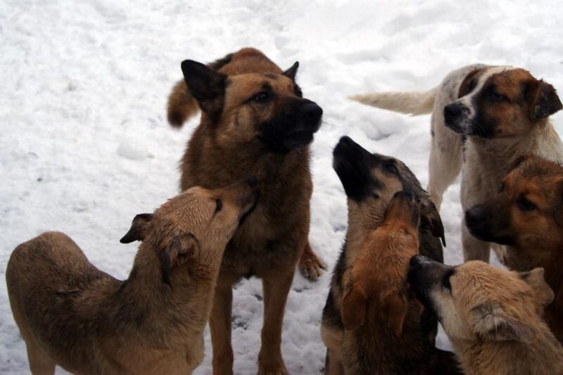 СК займется собаками, которые держат в страхе поселок под Тверью