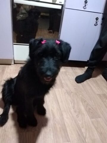 В Твери водитель "Транспорта Верхневолжья" спас замерзающего щенка