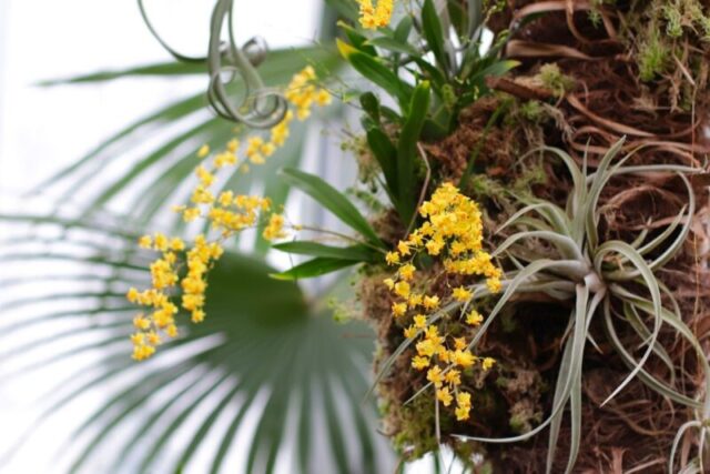 Тверской ботанический сад приглашает полюбоваться орхидеями