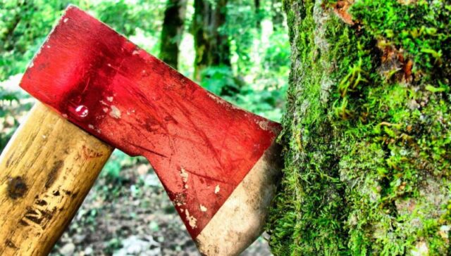 Житель Тверской области нарубил деревьев на 235 тысяч рублей