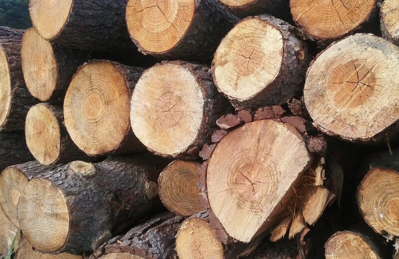 С 2022 года вводится запрет на вывоз из РФ необработанной и грубо обработанной древесины хвойных, а также ценных лиственных пород