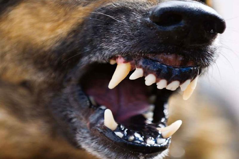 СК возбудил уголовное дело по факту гибели 6-летнего рёбенка​ в Калининском районе после нападения собак