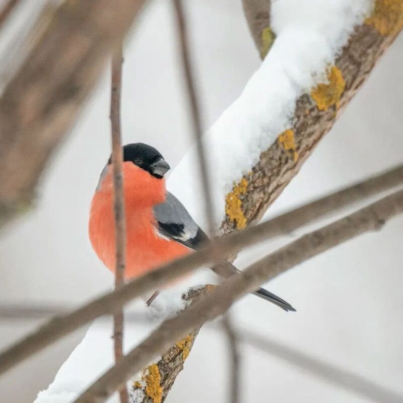 Новые кормушки в тверском парке «Тьмака» облюбовали снегири
