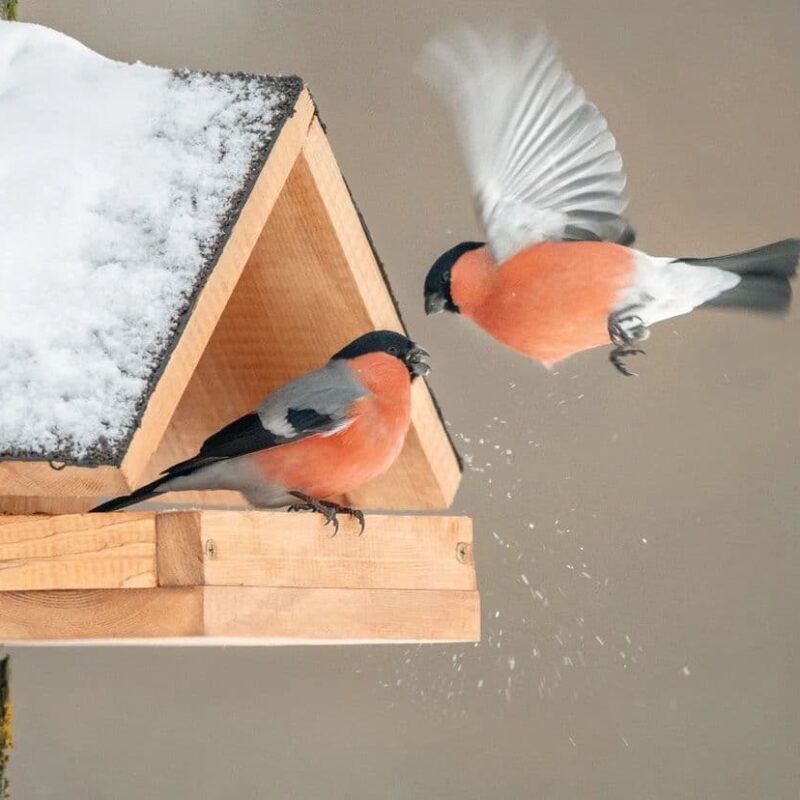 Новые кормушки в тверском парке «Тьмака» облюбовали снегири