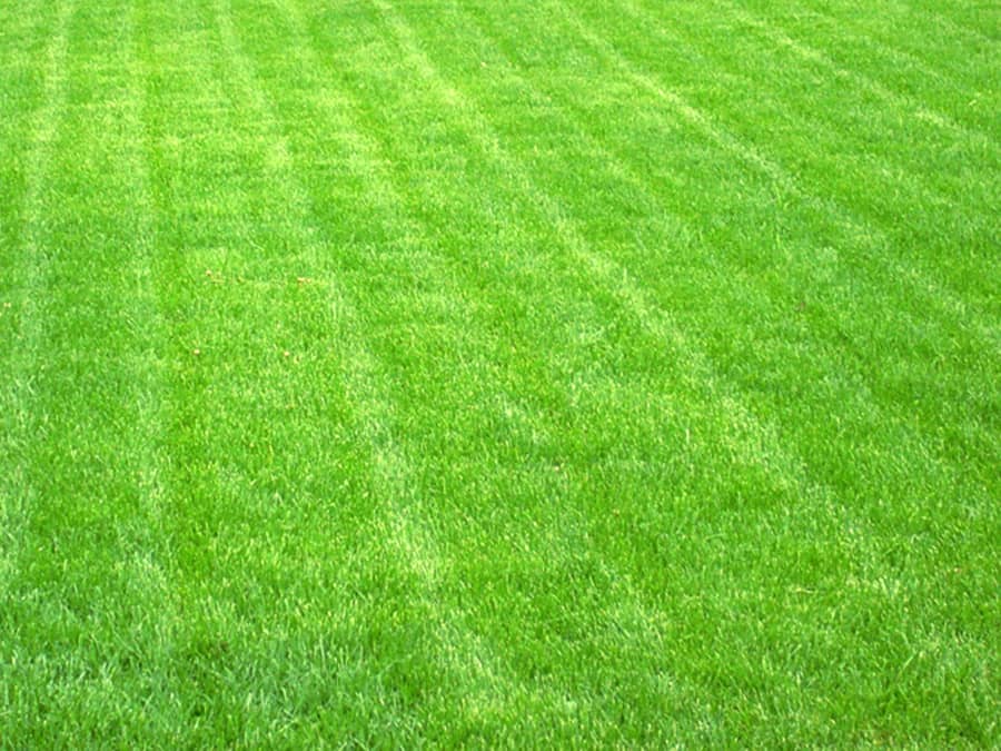 Рулонный газон купить в Москве и МО – «Мировой газон»