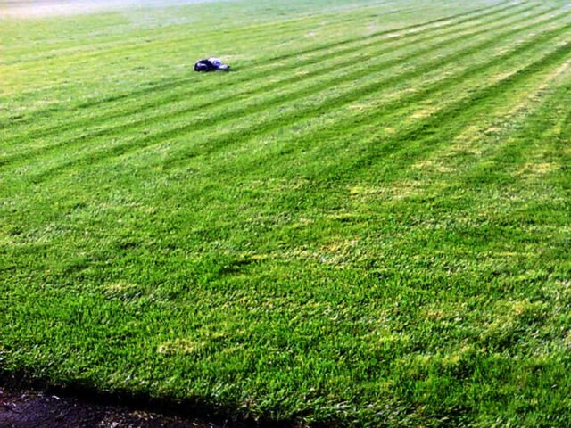 Рулонный газон купить в Москве и МО – «Мировой газон» Рулонный газон купить в Москве и МО – «Мировой газон»