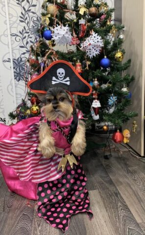 Газета Западной Двины показала, как хозяева наряжали своих питомцев к Новому году