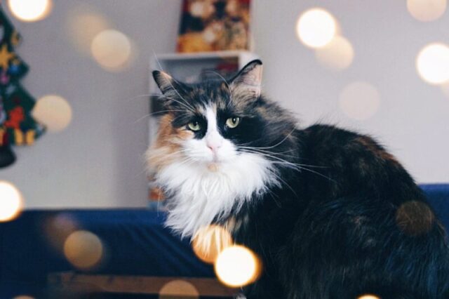 В котокафе "Мур-мяу" будут петь песни под гитару В котокафе "Мур-мяу" будут петь песни под гитару