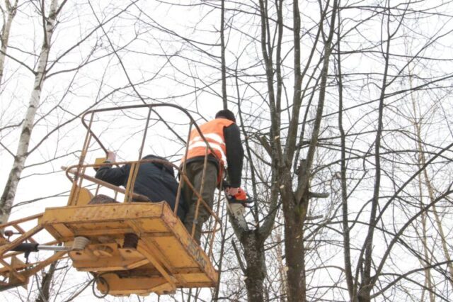 В Нелидове приводят в порядок деревья