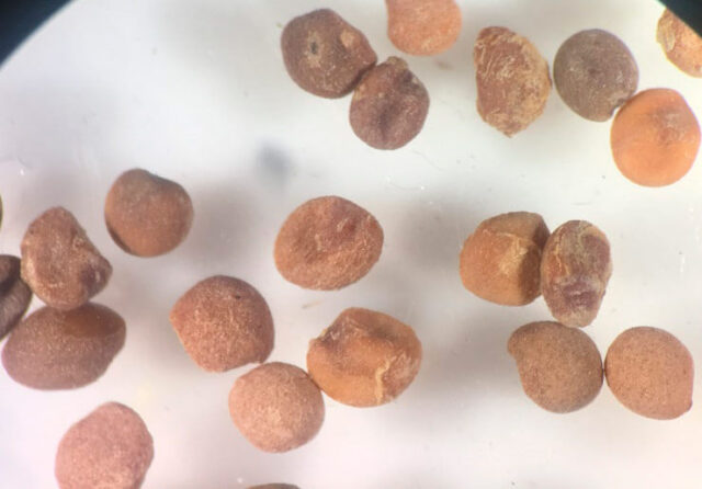 "Тверская МВЛ" обнаружила карантинный объект в пакетированных семенах "Тверская МВЛ" обнаружила карантинный объект в пакетированных семенах