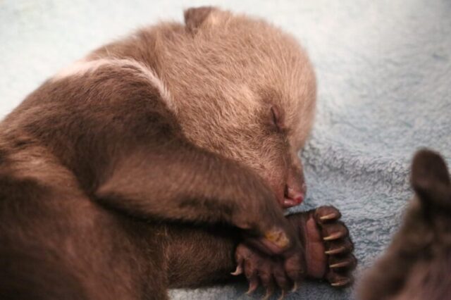 Новые подопечные Центра спасения медвежат-сирот идут на поправку