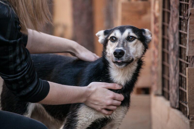 В Тверской области НКО получат гранты на осуществление деятельности по обращению с безнадзорными животными