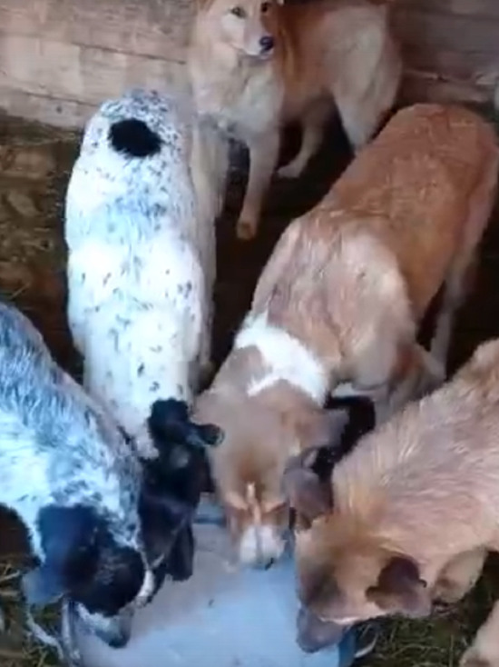 Жители Тверской области ищут добрые руки для щенков спасенной собаки