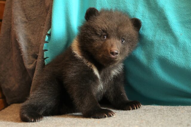 Появилось видео двух новых подопечных медвежат, которых привезли в Тверскую область