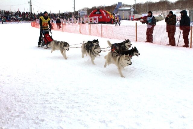 РТКОММ организовал спутниковую связь на ежегодных гонках Берингия на Камчатке РТКОММ организовал спутниковую связь на ежегодных гонках Берингия на Камчатке