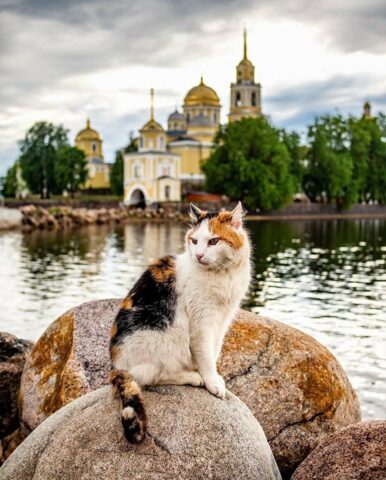 В Нило-Столобенской пустыни провели перепись котонаселения В Нило-Столобенской пустыни провели перепись котонаселения
