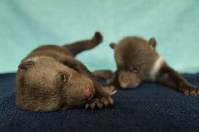 Спасенные медвежата значительно подросли за месяц в Тверской области