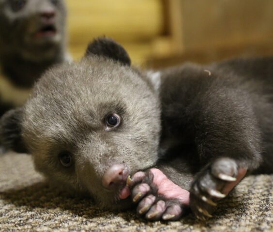 Как сотрудники торопецкого Центра спасения медвежат-сирот следят за малышами