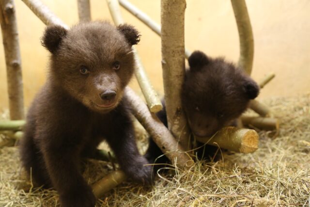 Центр спасения медвежат-сирот поделился новым видео своих подопечных Центр спасения медвежат-сирот поделился новым видео своих подопечных