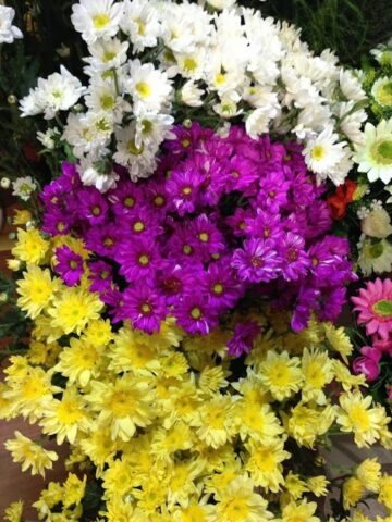 В Россельхознадзоре рассказали, как выбрать свежие цветы к празднику В Россельхознадзоре рассказали, как выбрать свежие цветы к празднику