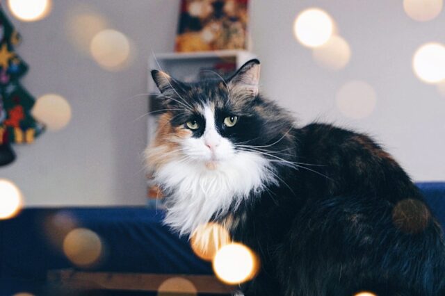 Тверское котокафе приглашает на мастер-класс по скрапбукингу