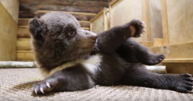 В Центре спасения медвежат сирот назвали самого активного медвежонка Как сотрудники торопецкого Центра спасения медвежат-сирот следят за малышами