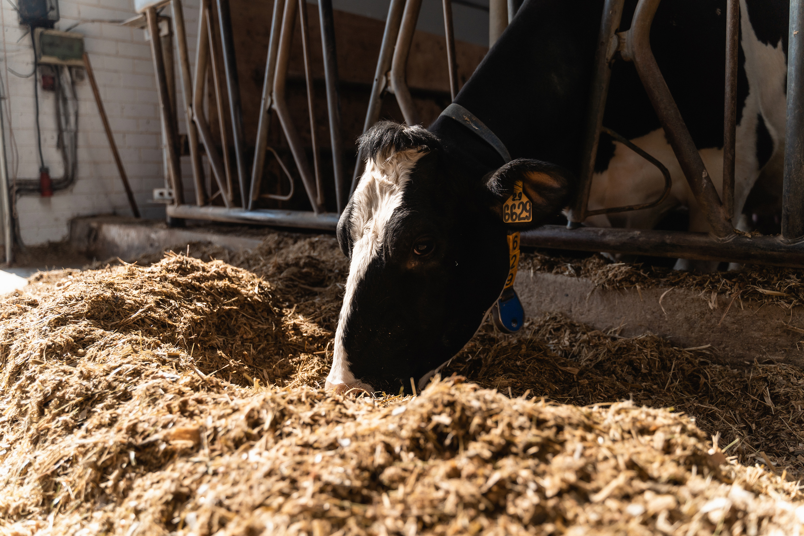 ЗАО "Калининское" с экскурсией посетили вынужденные переселенцы с Украины