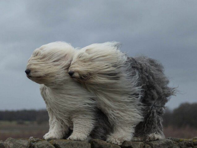 В Тверской области снова ожидается усиление ветра