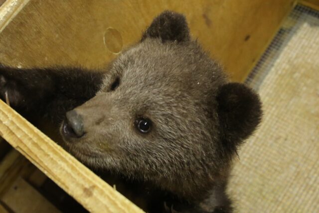 Спасенного в Тверской области медвежонка назвали Веснушкин Сотрудники Центра спасения медвежат-сирот показали видео с Веснушкиным и Ёжиком