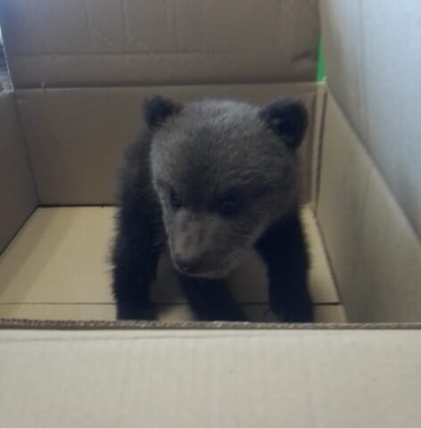 В Центре спасения медвежат-сирот появился новый подопечный