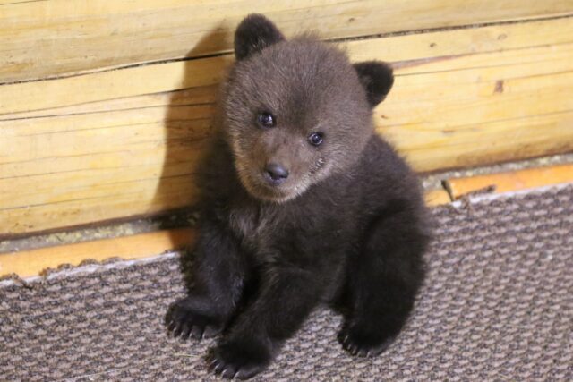 В Центре спасения медвежат-сирот рассказали, какое имя дали новому подопечному