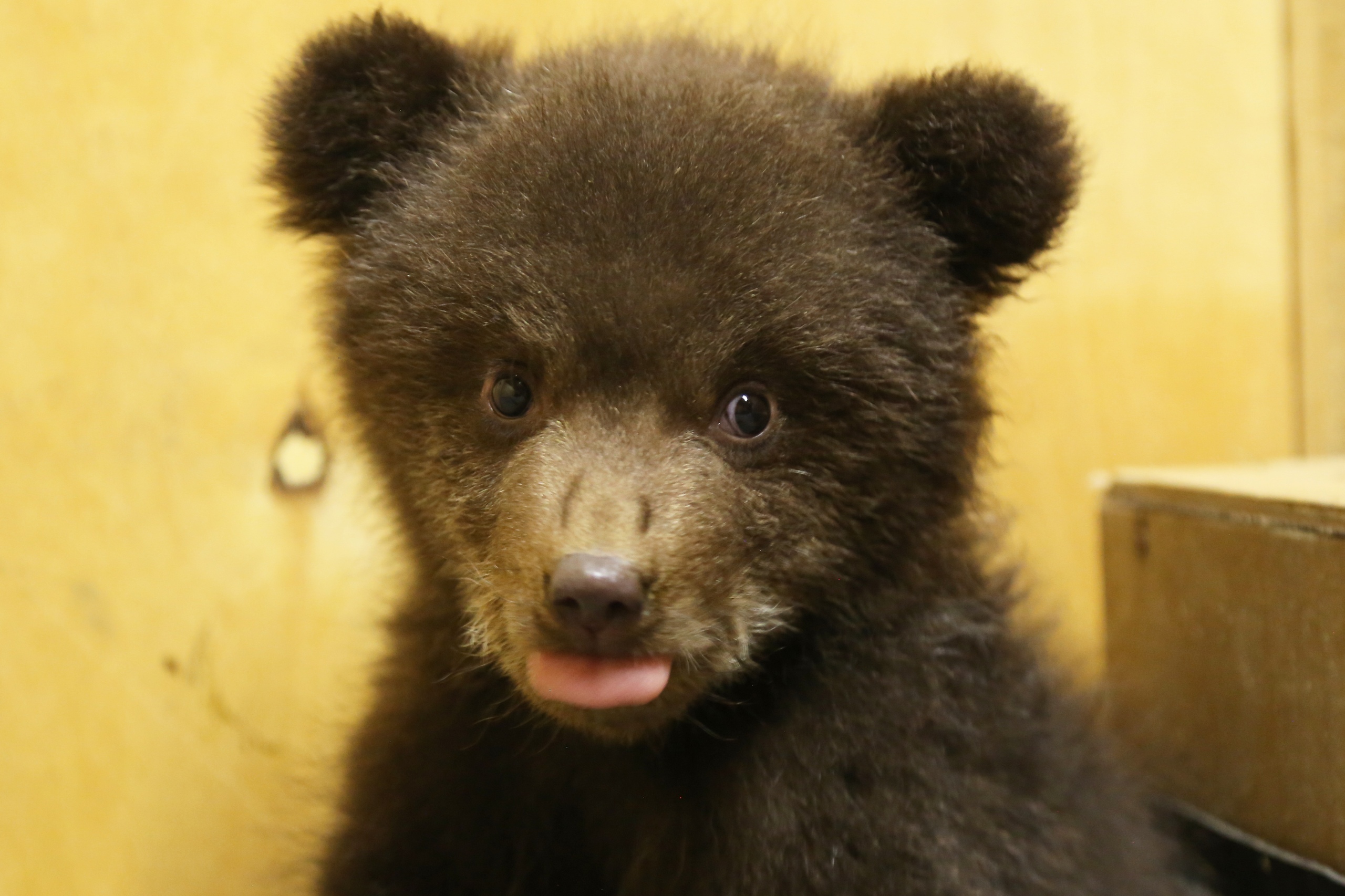 Центр спасения медвежат-сирот поделился забавными фотографиями подопечных Центр спасения медвежат-сирот поделился забавными фотографиями подопечных