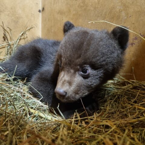 В Центр спасения медвежат-сирот привезли двойню из Ленинградской области