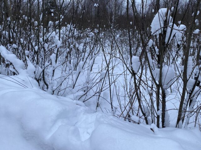 В Тверской области во время охоты на лося мужчина застрелил человека