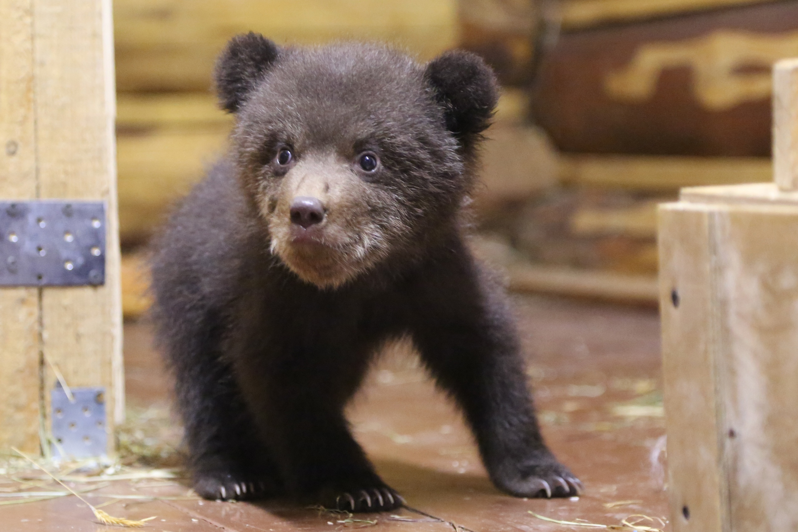 Центр спасения медвежат-сирот поделился забавными фотографиями подопечных Центр спасения медвежат-сирот поделился забавными фотографиями подопечных
