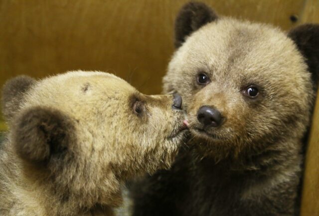 В центр спасения медвежат-сирот привезли еще троих малышей