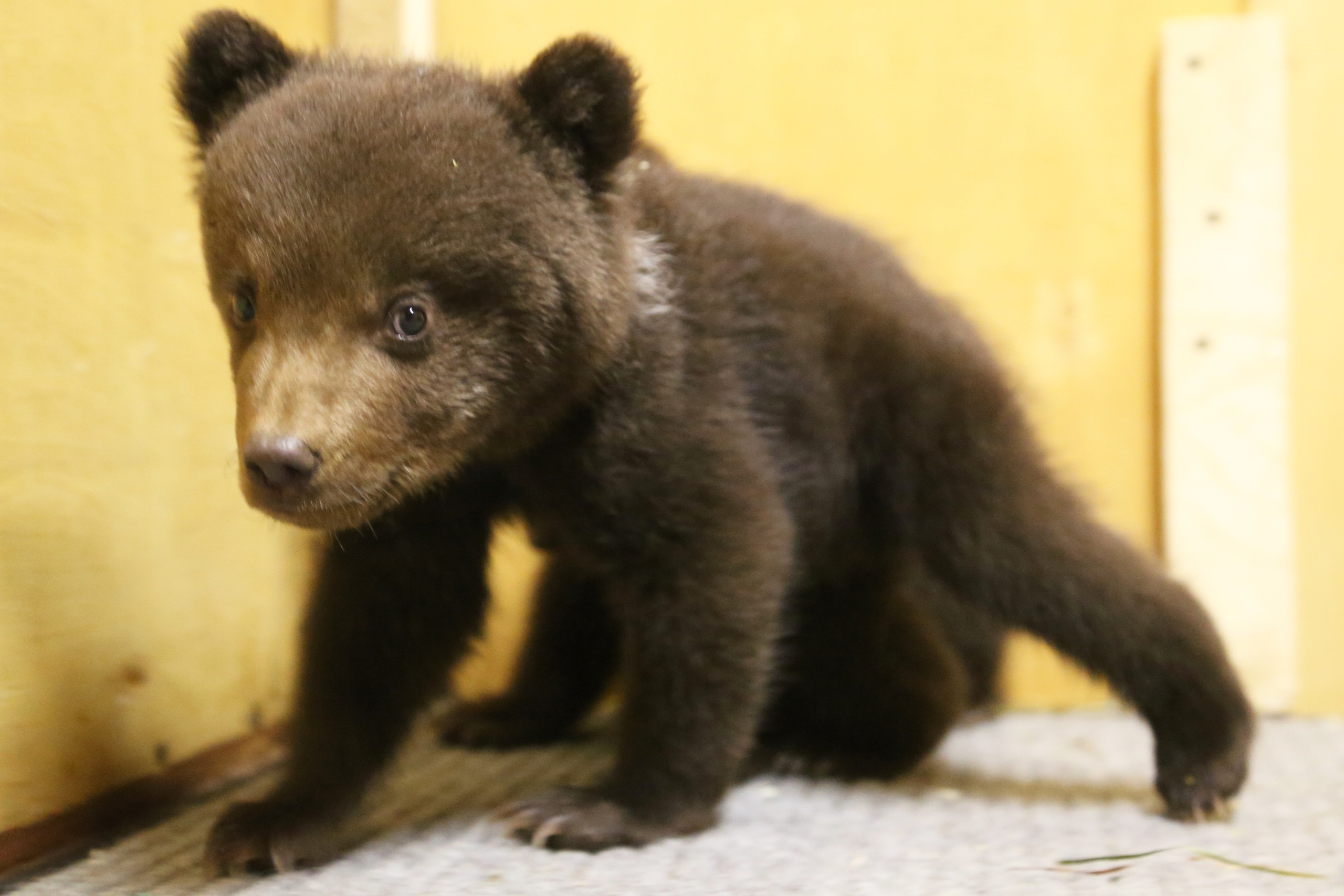 Центр спасения медвежат-сирот поделился забавными фотографиями подопечных Центр спасения медвежат-сирот поделился забавными фотографиями подопечных