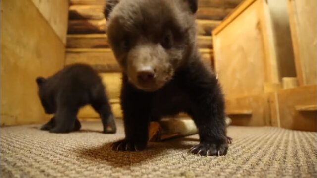 В Центр спасения медвежат-сирот привезли двух новых малышей