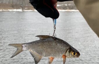 В Тверской области рыбаки поймали черепаху В Тверской области рыбаки поймали черепаху